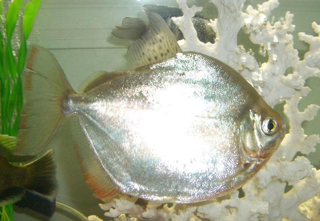 freshwater fish - metynnis argenteus - silver dollar stocking in 42 gallons tank - large silver dollar
female