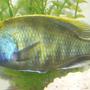 freshwater fish - nimbochromis venustus - venustus cichlid stocking in 42 gallons tank - venustus male wild caught