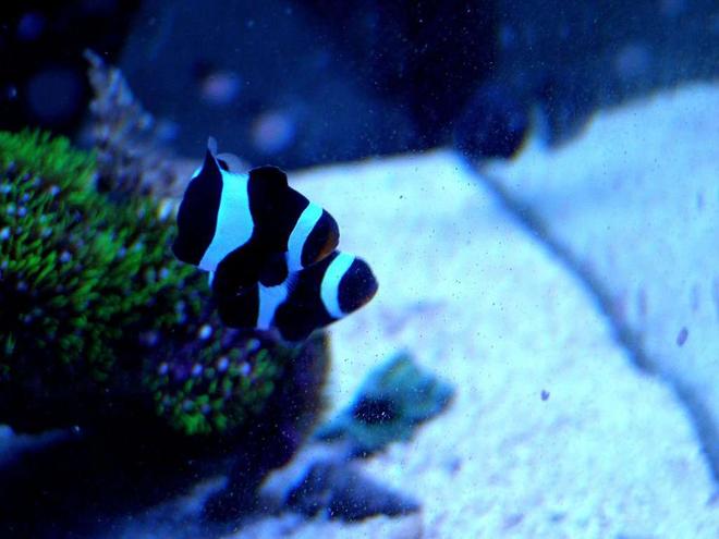 saltwater fish - amphiprion ocellaris var. - black and white ocellaris clownfish stocking in 46 gallons tank - Bonnie and Clyde, my Black and White False Percula Clown Fish