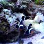 saltwater fish - amphiprion ocellaris var. - black and white ocellaris clownfish stocking in 46 gallons tank - Another picture of Bonnie and Clyde my Black and White False Percula Clown Fish