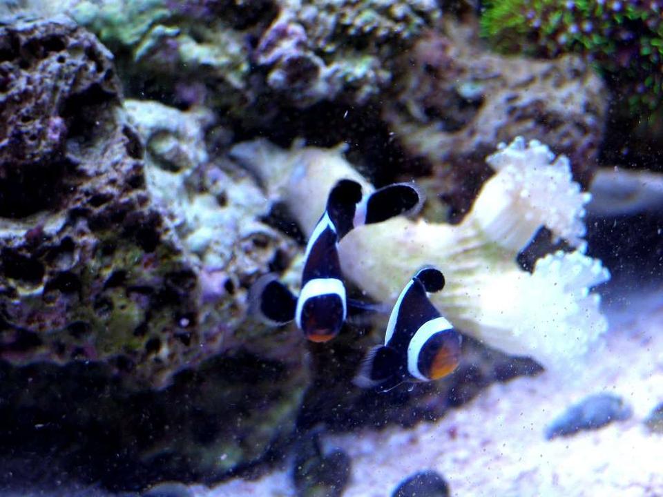 saltwater fish - amphiprion ocellaris var. - black and white ocellaris clownfish stocking in 46 gallons tank - Another picture of Bonnie and Clyde my Black and White False Percula Clown Fish