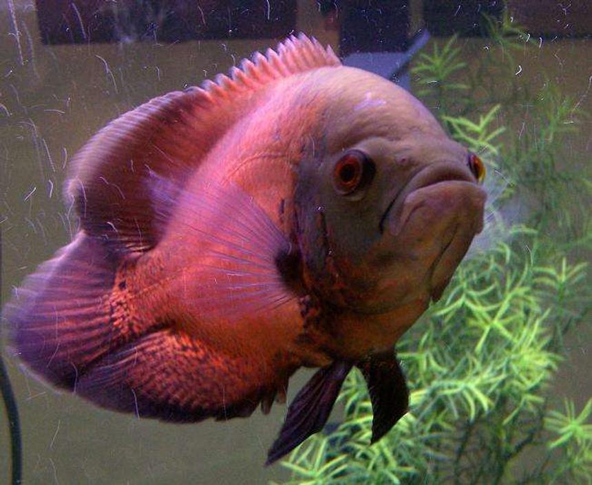 Rated #40: Freshwater Fish - Astronotus Ocellatus - Red Oscar - Red Oscar (Nigel)