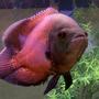freshwater fish - astronotus ocellatus - red oscar - Red Oscar (Nigel)
