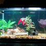 10 gallons freshwater fish tank (mostly fish and non-living decorations) - 10 gallon fish tank