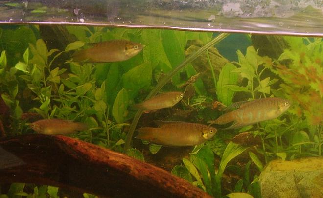 freshwater fish tank (mostly fish and non-living decorations) - These are the baby paradise fish from my late couple. unfortunately daddy caught fungus and mommy commited suicide =[ but now there are 8 babies left and are quite large now, about 7cm in length now