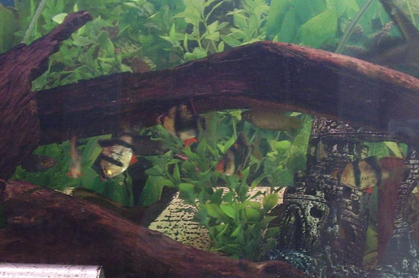 Rated #2027: Freshwater Fish - Puntius Tetrazona - Tiger Barb - Tiger barbs are great schooling fish, apparently they tend to attack other fish and nip their fins but all of my fish get along extremely well. i think the tiger barb school have even adopted the neon tetra =]