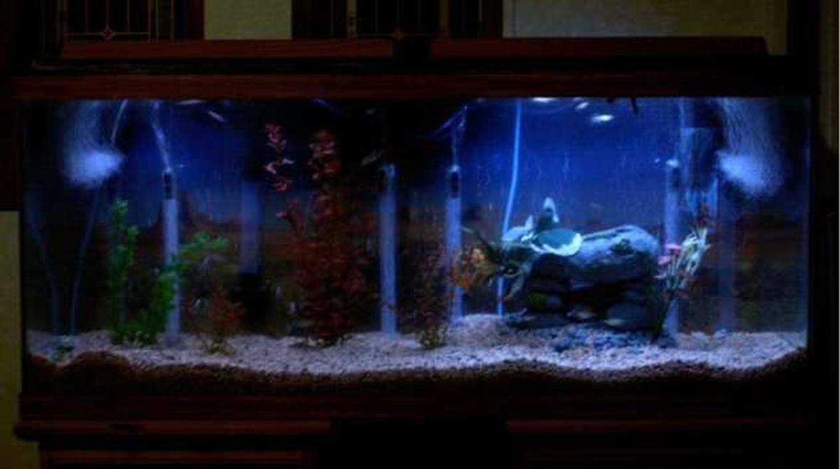 55 gallons freshwater fish tank (mostly fish and non-living decorations) - My tank at night will get better pic