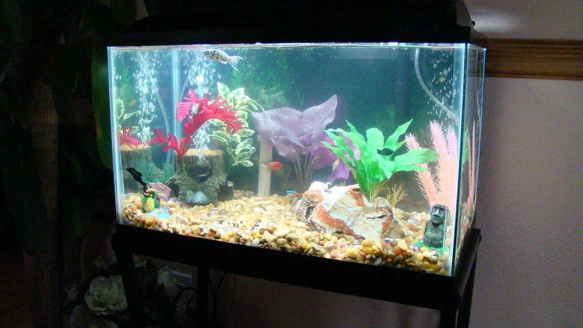 10 gallons freshwater fish tank (mostly fish and non-living decorations) - angle view