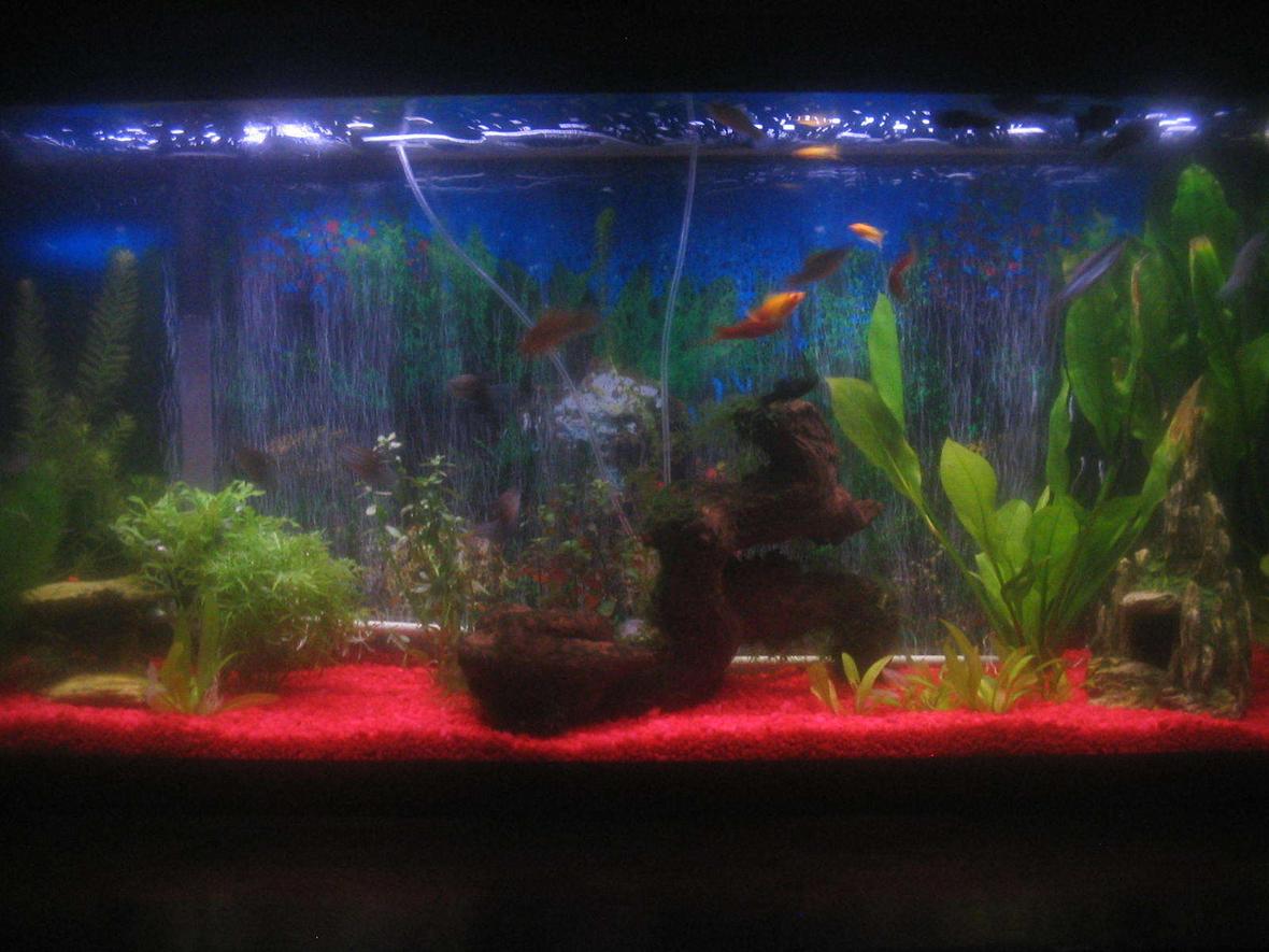 55 gallons planted tank (mostly live plants and fish) - 55 gallons of fun