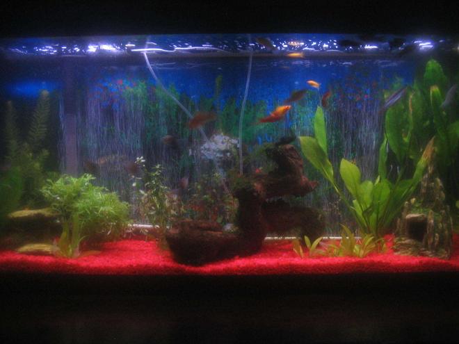 55 gallons planted tank (mostly live plants and fish) - 55 gallons of fun