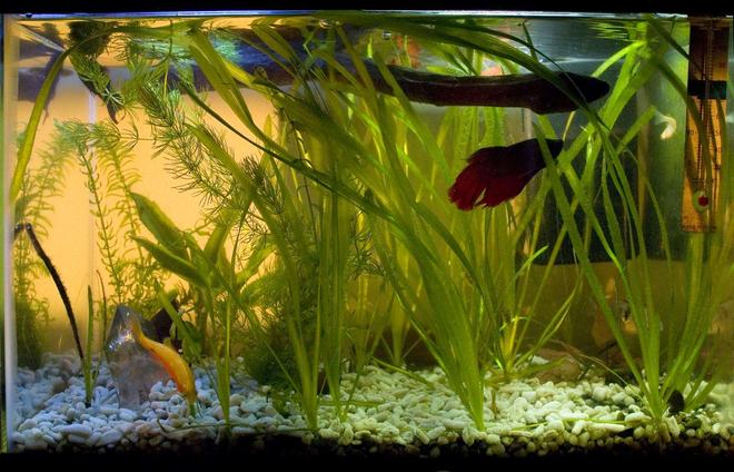 29 gallons planted tank (mostly live plants and fish) - My 4.5 gallon  community tank.  It started as a rescue tank for these guys when the larger tank evolved into a cichlid tank.  Now it's a permanent fixture in the living room.