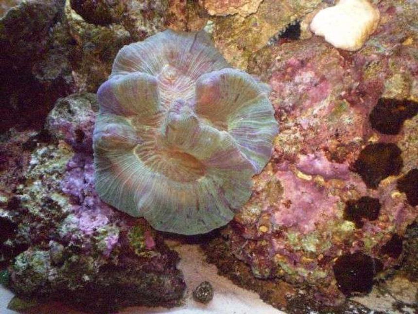 Rated #41: Corals Inverts - Trachyphyllia Geoffroyi - Brain Coral, Trachyphyllia Stocking In 55 Gallons Tank - My first reef tan..I love my brain!