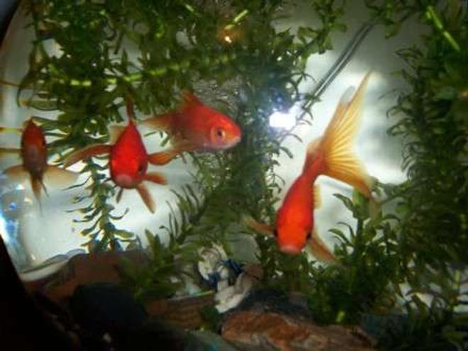 freshwater fish - carassius auratus - fantail goldfish stocking in 700 gallons tank - Gold fish