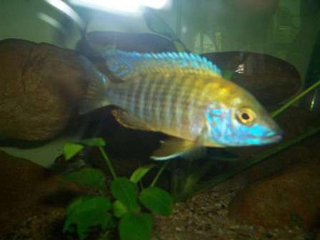 freshwater fish - aulonocara baenschi - sunshine peacock stocking in 700 gallons tank - Peacock cichlid