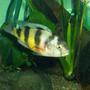 freshwater fish - astatotilapia latifasciata - zebra obliquiden stocking in 700 gallons tank - zebra obliquiden