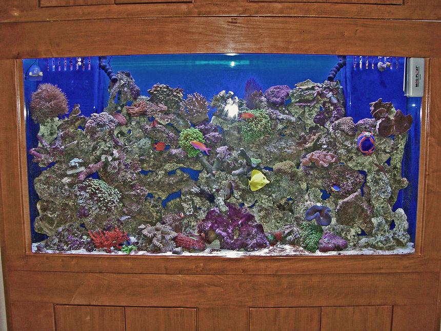 Rated #107: 180 Gallons Reef Tank - Coming soon