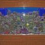 180 gallons reef tank (mostly live coral and fish) - Coming soon