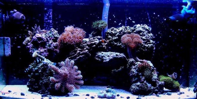 46 gallons reef tank (mostly live coral and fish) - updated pic of my fishtank