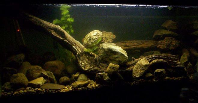 90 gallons freshwater fish tank (mostly fish and non-living decorations) - Discus Tank, before discus.(Still haven't gotten around to putting any in yet..LOL)