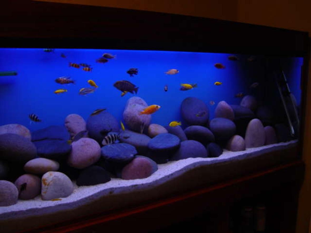 1892 gallons freshwater fish tank (mostly fish and non-living decorations) - my tank