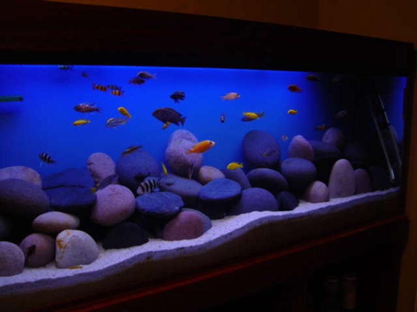 Rated #572: 1892 Gallons Freshwater Fish Tank - my tank
