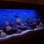 1892 gallons freshwater fish tank (mostly fish and non-living decorations) - my tank