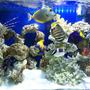 90 gallons saltwater fish tank (mostly fish, little/no live coral) - my tank