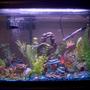 29 gallons freshwater fish tank (mostly fish and non-living decorations) - 29 gallon aquarium
