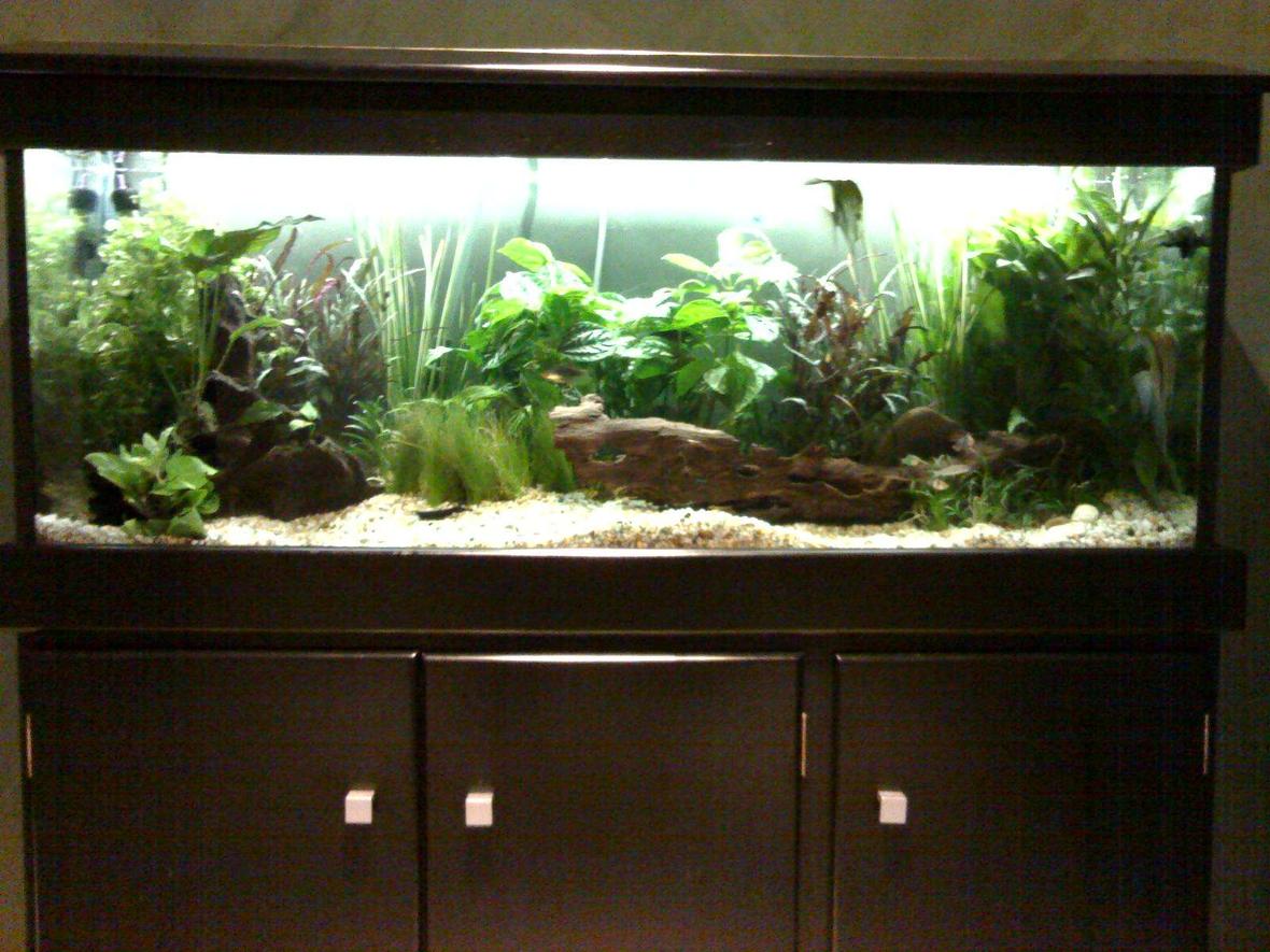 planted tank (mostly live plants and fish) - Just completed planted tank - sorry for the quality of picture