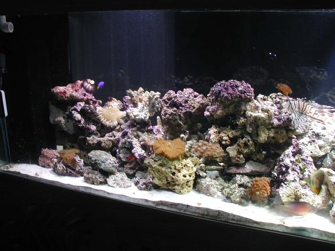 180 gallons saltwater fish tank (mostly fish, little/no live coral) - half of the 180 my brother and i put in my wall