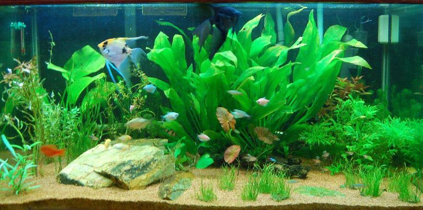 Rated #56: 120 Gallons Planted Tank - Picture taken 10-23-07.

Someone asked what kind of grass that is.  It is "narrow leaf micro sword."  lilaeopsis mauritius.  I grows faster with less light than regular micro sword.  I'm hoping it will fill in that whole area soon!