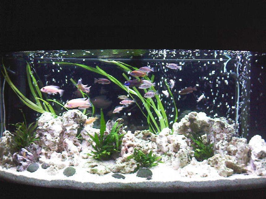 Rated #25: 58 Gallons Freshwater Fish Tank - My African Cichlid Tank.