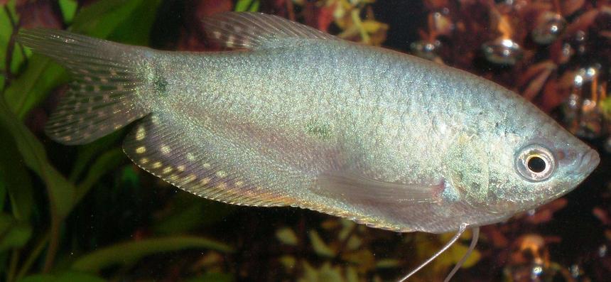 Rated #1878: Freshwater Fish - Trichogaster Trichopterus - Blue Gourami Stocking In 20 Gallons Tank - Blue Gourami