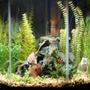 44 gallons freshwater fish tank (mostly fish and non-living decorations) - 44 Gallon Pentagon