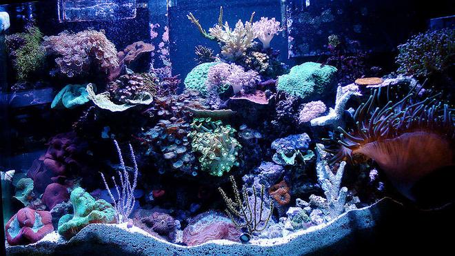 46 gallons reef tank (mostly live coral and fish) - 46 Gallon Bow