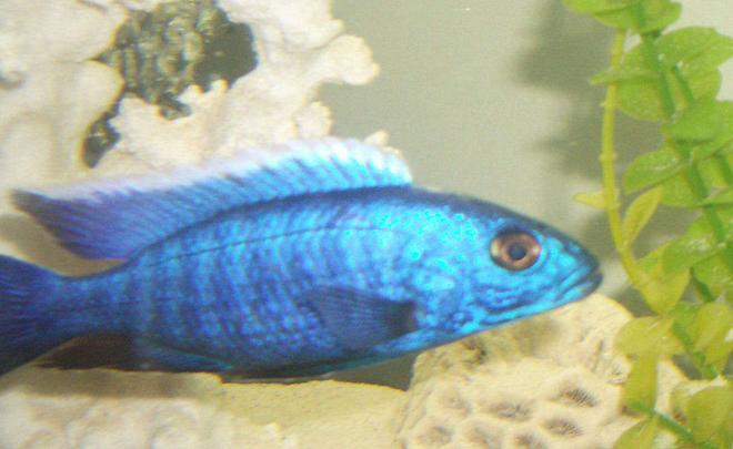 freshwater fish - sciaenochromis ahli - electric blue cichlid stocking in 42 gallons tank - blue ahli
small male