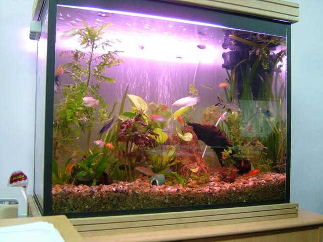 50 gallons planted tank (mostly live plants and fish) - 4 days back
need more plants.