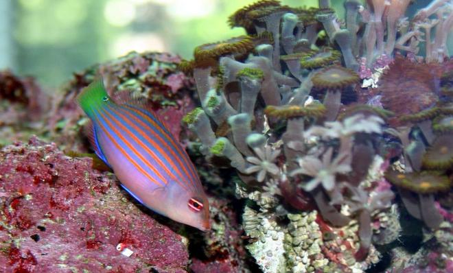 saltwater fish - pseudocheilinus hexataenia - six line wrasse stocking in 120 gallons tank - dawrasse