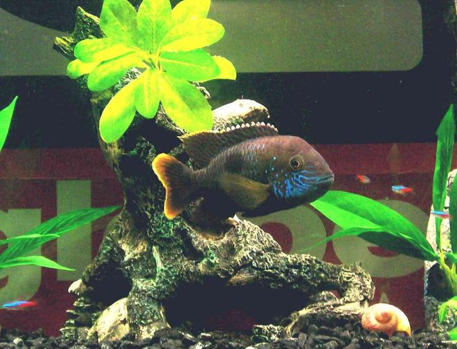 freshwater fish - herichthys carpinte - green texas cichlid stocking in 34 gallons tank - ....