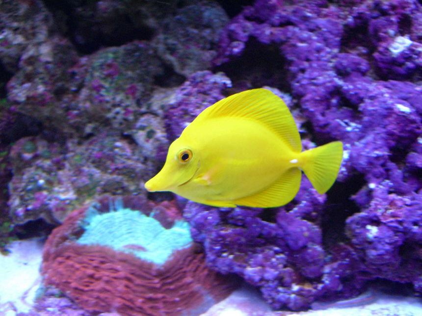 Rated #57: Saltwater Fish - Zebrasoma Flavescens - Yellow Tang - Hawaii Stocking In 280 Gallons Tank - Yellow tang