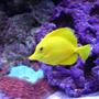 saltwater fish - zebrasoma flavescens - yellow tang - hawaii stocking in 280 gallons tank - Yellow tang