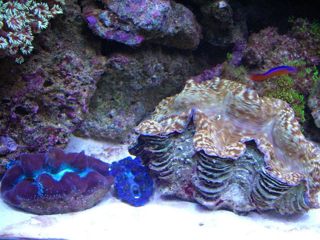 corals inverts - tridacna crocea - crocea clam stocking in 280 gallons tank - Tridacs