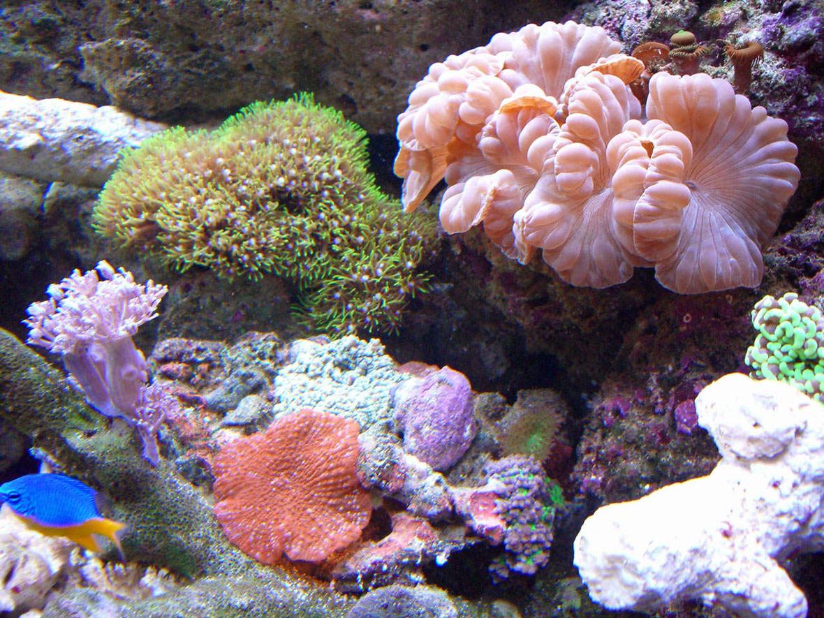 corals inverts - nemanzophyllia turbida - fox coral stocking in 280 gallons tank - Schrooms