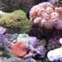 corals inverts - nemanzophyllia turbida - fox coral stocking in 280 gallons tank - Schrooms