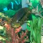 freshwater fish - parachromis managuensis - jaguar cichlid stocking in 140 gallons tank - 13 inch golden jaguar