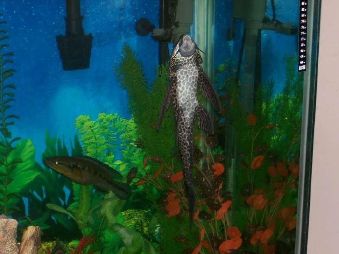 freshwater fish - glyptoperichthys gibbiceps - sailfin pleco (l-83) stocking in 140 gallons tank - Large pleco