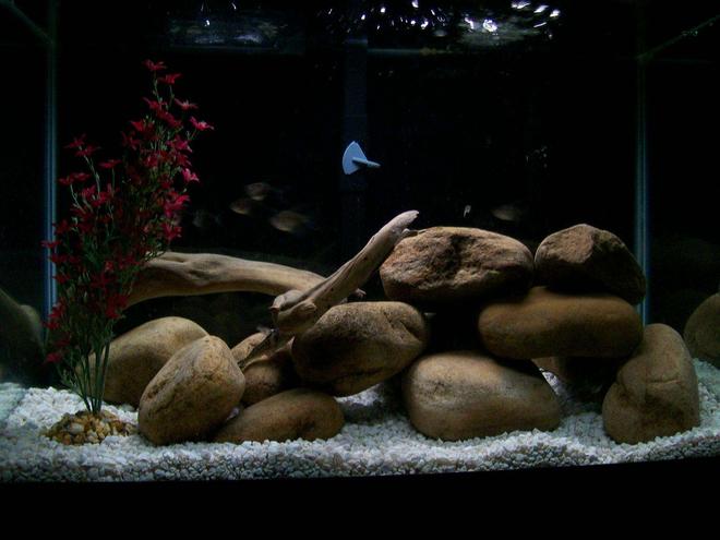 20 gallons freshwater fish tank (mostly fish and non-living decorations) - 6 Black Skirt Tetras, 2 Pictus Catfish, 1 Pleco, all living in harmony in a natural habitat.  Beach driftwood and Tennessee river rock