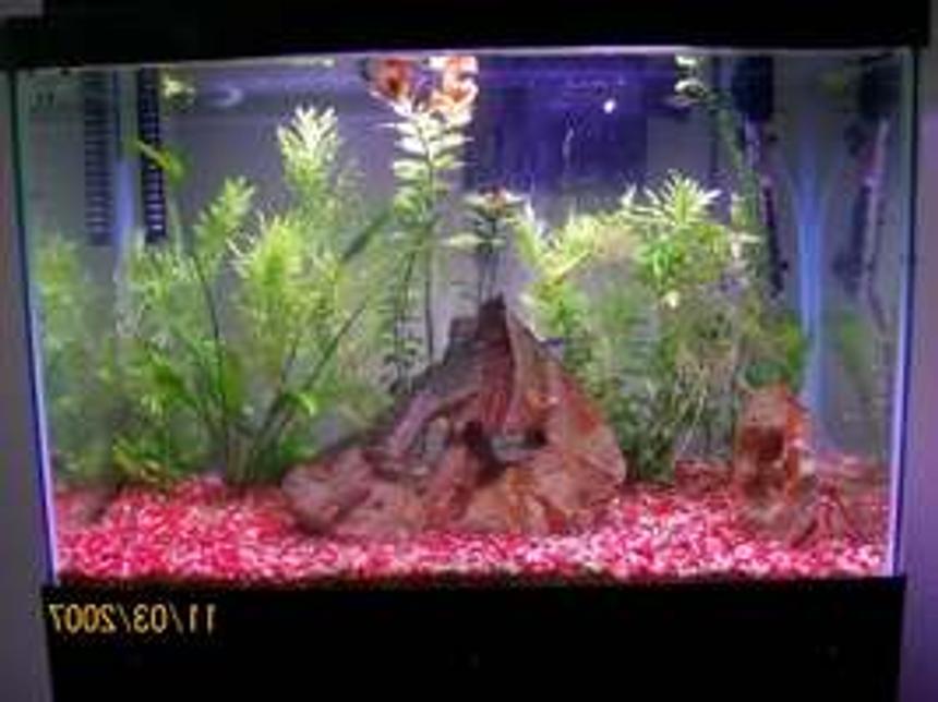 Rated #416: 20 Gallons Freshwater Fish Tank - My 20 gallon freshwater tank
