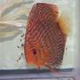 freshwater fish - symphysodon spp. - red turquoise discus stocking in 75 gallons tank - Mommy Discus and Babies