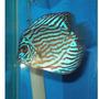 freshwater fish - blue turquoise discus stocking in 55 gallons tank - Discus